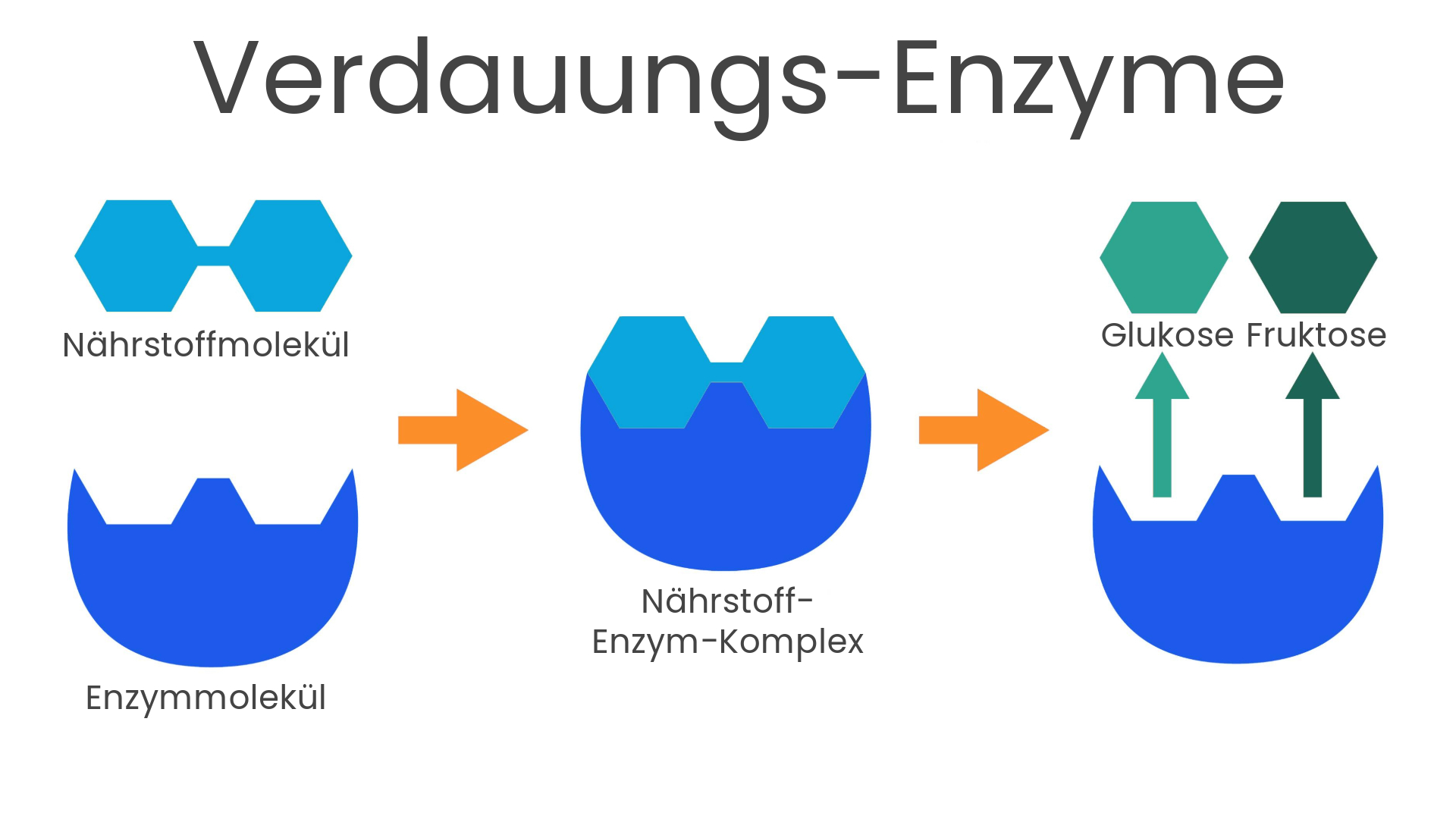 Verdauungs-Enzyme